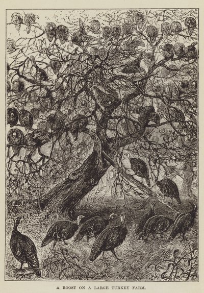 A Roost on a Large Turkey Farm by George Augustus Sala