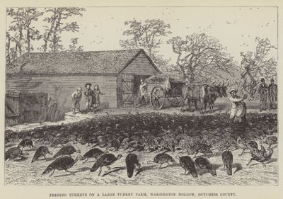 Feeding Turkeys on a Large Turkey Farm, Washington Hollow, Dutchess County by George Augustus Sala