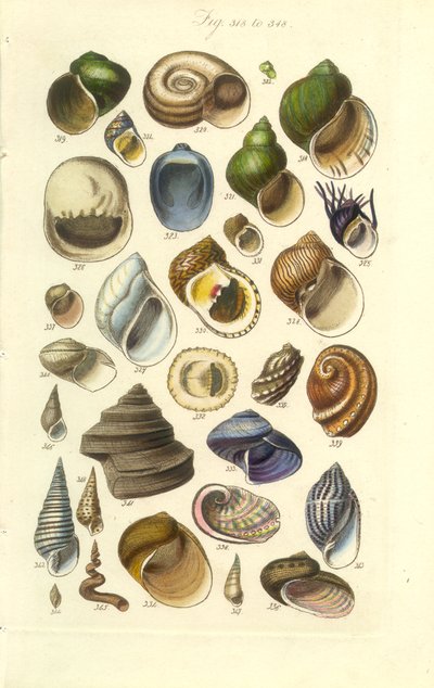 Conchological Manual Plate 15. Colorful Shells Including Abalone Shells by George B. Sowerby