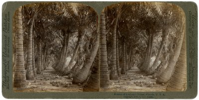 Avenue of coconut palms, Florida, USA, 1891 by George Barker