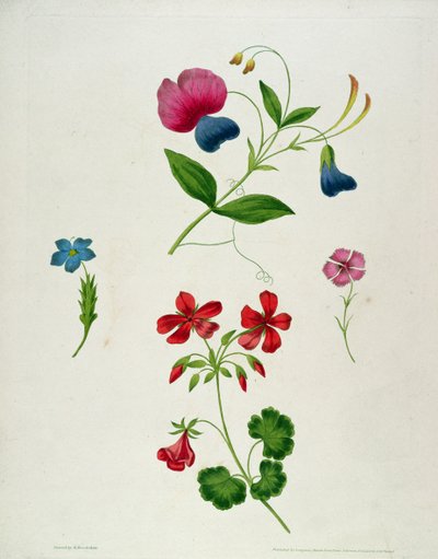 An illustration from 
