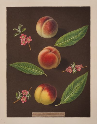 Chancellor, Catherine and the Old Newington Peaches by George Brookshaw
