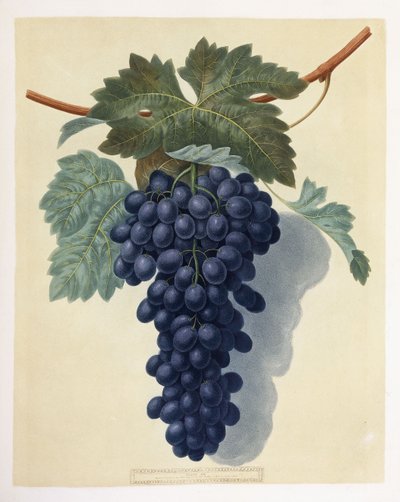Plate LII (A Bunch of Purple Grapes) by George Brookshaw