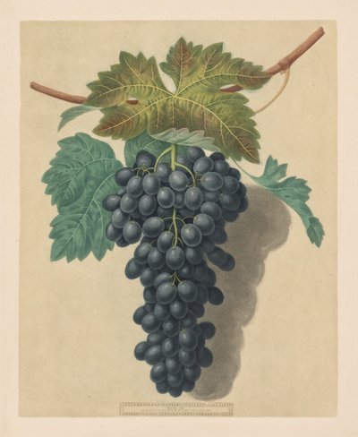 Pomona Britannica: No. 52 - Black Prince Grape by George Brookshaw