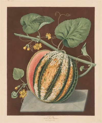 Pomona Britannica: No. 64 - Scarlet Flesh Romana Melon by George Brookshaw