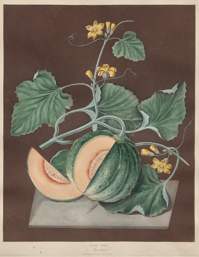 Pomona Britannica: No. 71 - Amicua (Melon) by George Brookshaw
