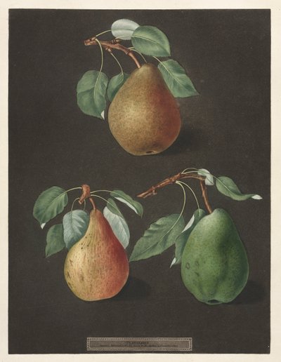 Pomona Britannica: No. 82 - Pears, 1807 by George Brookshaw