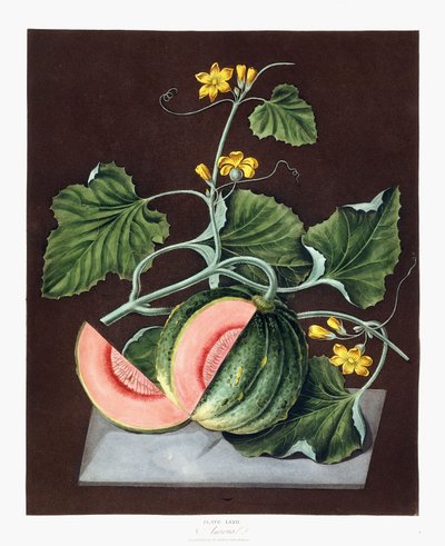 Pumpkin by George Brookshaw
