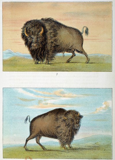 Bison, Male and Female, United States. Illustration by George Catlin by George Catlin