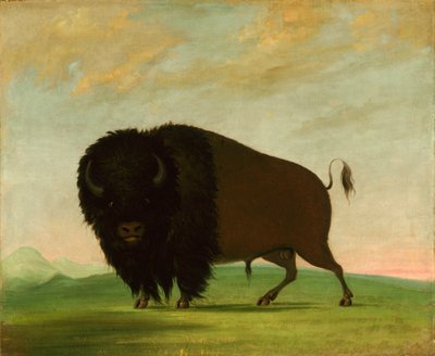 Buffalo Bull, Grazing on the Prairie, 1832-1833 by George Catlin