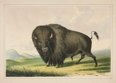 Buffalo Bull Grazing, plate 2 from the North American Indian Portfolio by George Catlin