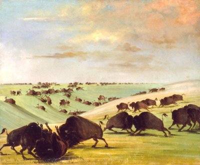 Buffalo Bulls Fighting in Running Season, Upper Missouri by George Catlin