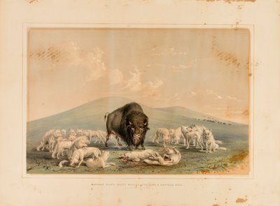 Buffalo Hunt, White Wolves Attacking a Buffalo Bull by George Catlin