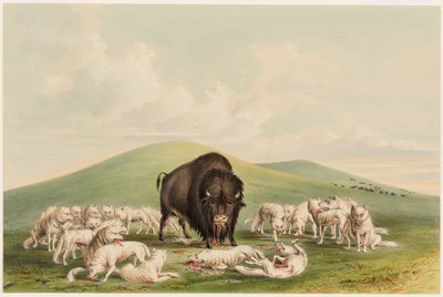 Buffalo Hunt, White Wolves Attacking a Buffalo Bull by George Catlin