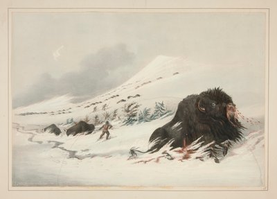 Dying Buffalo Bull, in Snow Drift, plate 17 from the North American Indian Portfolio by George Catlin