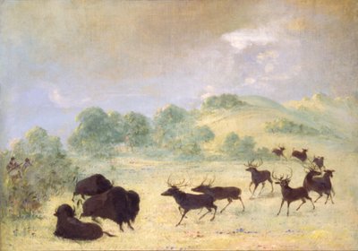 Elk and Buffalo Making Acquaintance, Texas by George Catlin