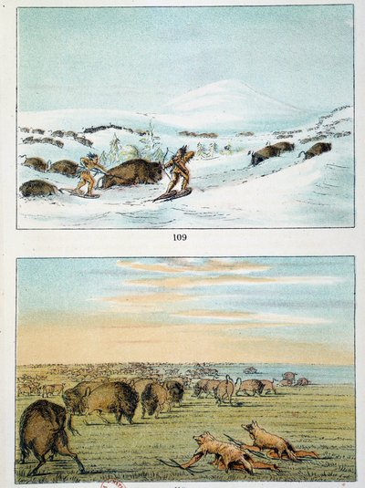Indians of America. Bison Hunting: Indians wear snowshoes to hunt in winter and cover themselves with wolf skin in summer. Illustration by George Catlin by George Catlin