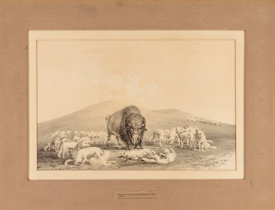 White Wolves Attacking Old Buffalo by George Catlin