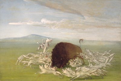 White Wolves Attacking a Buffalo Bull, 1832-1833 by George Catlin