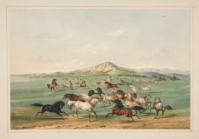 Wild Horses at Play, Plate 3 from the North American Indian Portfolio by George Catlin