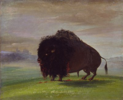 Wounded Buffalo, Strewing His Blood over the Prairies by George Catlin