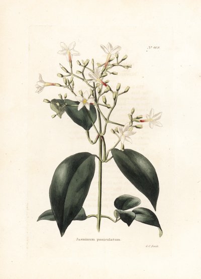 Jasmin (Jasminum paniculatum) - Lithograph by George Cooke, for the British Magazine Conrad Loddiges Botanical Cabinet by George Cooke