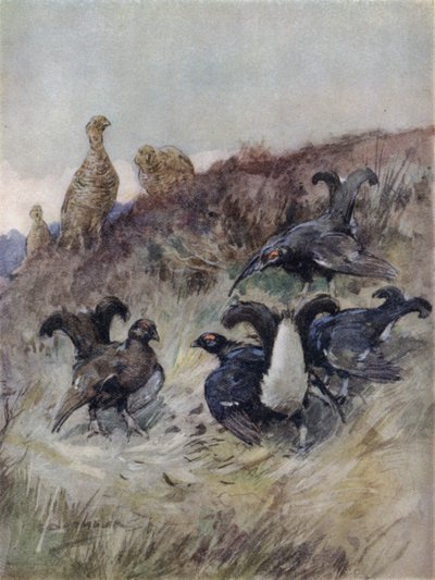 Illustration for The Story of a Red Deer by George Denholm Armour