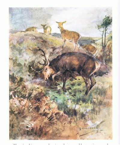 Plunging his great antlers into the ground he tore it up by George Denholm Armour