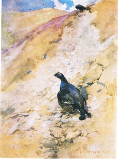 The Blackcock has enjoyed his bath greatly, fluffing out his feathers and flapping his wings by George Denholm Armour