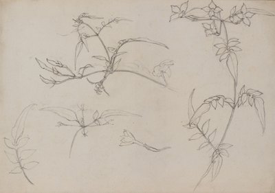 Botanical Drawing by George Dutch Davidson