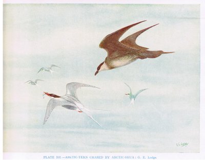 Arctic Tern Chased by Arctic Skua, Illustration from 