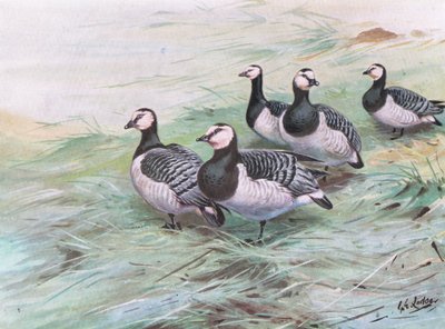 Barnacle Geese by George Edward Lodge