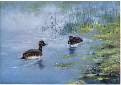 Black Necked Grebe by George Edward Lodge