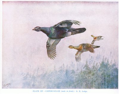 Capercaillie (male in front), illustration from 