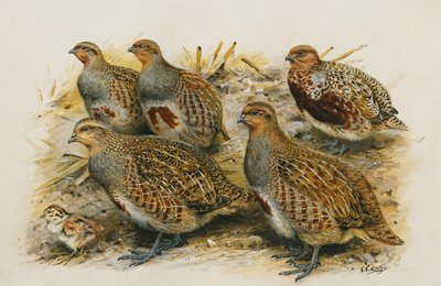 Common Partridge; Adult Female Winter, Adult Male Winter - Variety 
