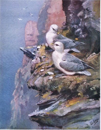 Fulmars by George Edward Lodge