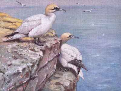 Gannets by George Edward Lodge