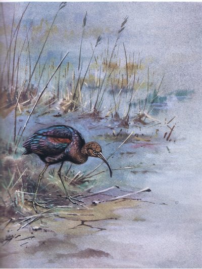 Glossy Ibis by George Edward Lodge