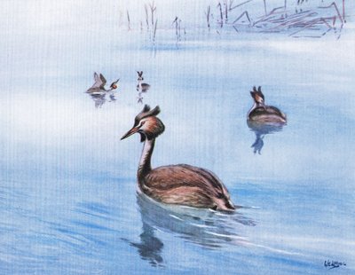 Great Crested Grebe by George Edward Lodge