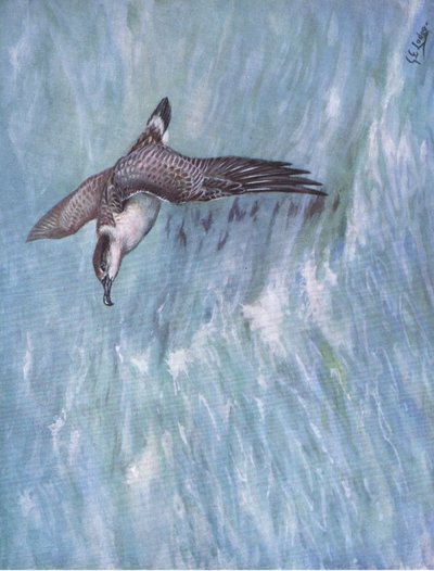 Great Shearwater by George Edward Lodge