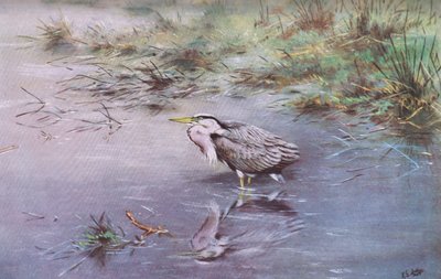 Grey Heron by George Edward Lodge