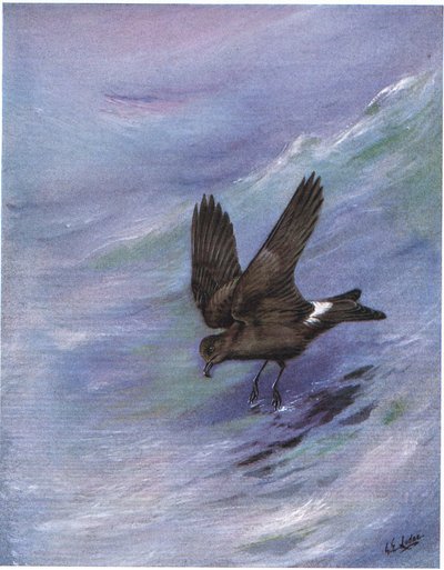 Leach