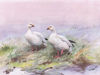 Lesser Snow Goose by George Edward Lodge