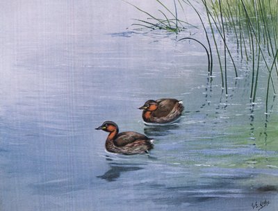 Little Grebe by George Edward Lodge