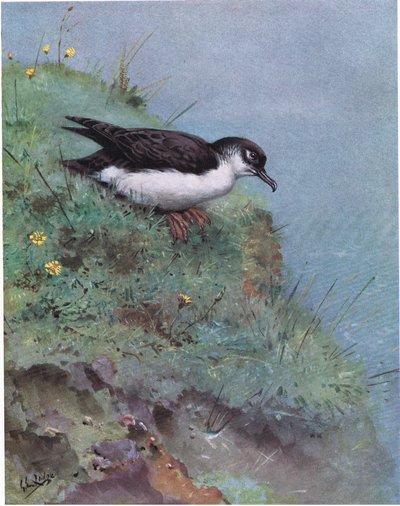 Manx Shearwater by George Edward Lodge
