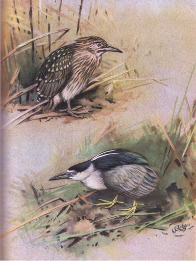 Night Heron by George Edward Lodge