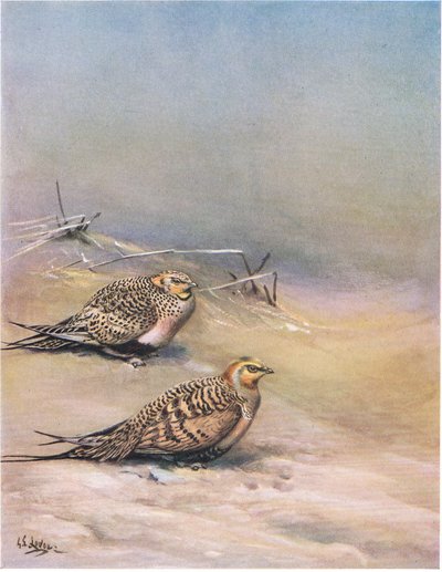 Pallas