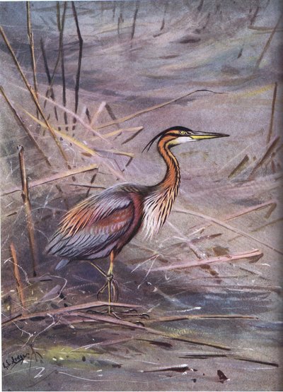 Purple Heron by George Edward Lodge