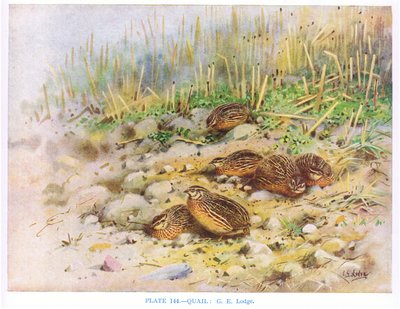 Quails, Illustration from 