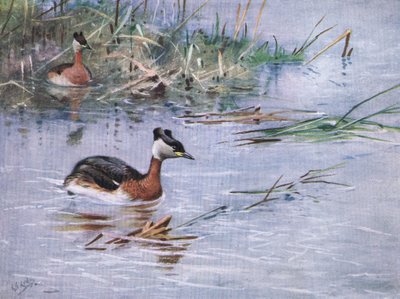 Red Necked Grebe by George Edward Lodge